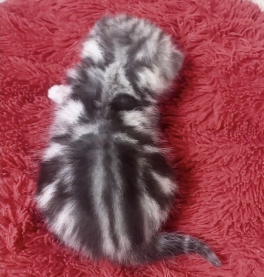 Купить британского котенка черный мрамор на серебре окраса в Минске в питомнике купить британского котенка, купить британца, британский кот мраморный, мраморный британец, мраморный окрас британских котят, британский кот мраморного окраса, мраморный окрас британской кошки, британец мраморного окраса, котята британцы мраморный окрас, мраморный окрас британских котят, серебристый мраморный британец, британская мраморная кошка характер, британский кот мраморного окраса, британец голубой мрамор, британец черный мрамор на серебре, красный мраморный британец, британская мраморная кошка, мраморный окрас британской кошки, британские кошки черный мрамор, мраморная британская короткошерстная кошка, британские кошки мрамор на серебре, британский кот черный мрамор