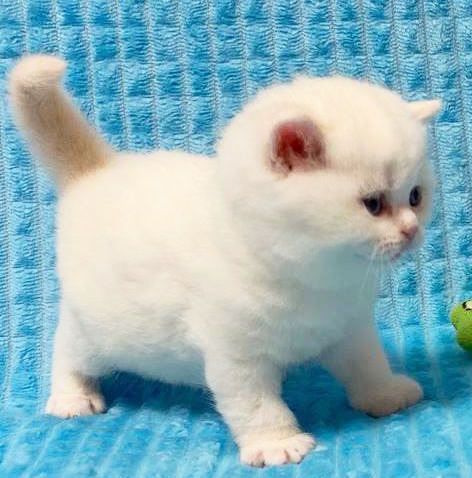 Купить британского котенка пойнт окраса в Минске в питомнике купить британского котенка, купить британца, циннамон британская кошка, кот британский циннамон , британский котенок циннамон , британская кошка фавн, британский кот фавн, британцы фавн, окрас фавн британских кошек, британская кошка фавн, британский кот фавн, британцы фавн, окрас фавн британских кошек, ЦИННАМОН британский короткошерстный котенок цвета корицы, британские котята цвета корицы, британский короткошерстный котенок цвета корицы