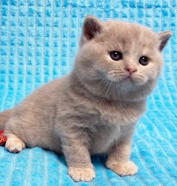 Купить британского котенка лилового черепахового окраса в Минске в питомнике купить британского котенка, купить британца, лиловый британец, британец лиловый фото, фото лиловых британцев, британский лиловый котенок, британские коты лилового окраса фото, фото лиловых британских котят, британские котята фото лиловые, британская кошка фото лиловая, фото лиловой британской кошки, британские котята лилового окраса фото, лиловая британская кошка, британский лиловый кот фото, британские котята лилового окраса, лиловый окрас британских кошек фото, лиловый британский кот, кот британец лиловый фото, лиловый окрас британских кошек, британцы лилового окраса, британец лилового цвета, британец лилового окраса фото, лиловые британцы вислоухие фото, британская короткошерстная кошка лиловая, лиловый цвет британских кошек, британская лиловая кошка характер, британские котята лилового цвета, британские вислоухие котята фото лиловые, котята британцы лиловые фото, британский кот лилового окраса, британский вислоухий кот лиловый, британские котята лиловые купить, британские лиловые котята цена, купить лилового британца, лиловые британцы котята, британцы коты лиловые, британские котята черепахового окраса фото, черепаховый окрас британской кошки фото, черепаховый британец, британская черепаховая кошка фото, британцы черепахового окраса фото, кошки британские черепахового окраса, черепаховый британский кот, британские коты черепахового окраса, британская черепаховая кошка