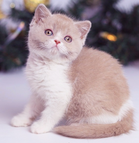 Купить британского котенка лиловый биколор окраса в Минске в питомнике купить британского котенка, купить британца, лиловый биколор британская кошка, кот британский лиловый с белым, британский котенок циннамон , британская кошка фавн, британский кот лиловый , британцы лиловый , окрас лиловый британских кошек, британская кошка лиловый , британский кот лиловый , британцы лиловый , окрас фавн британских кошек, ЦИННАМОН британский короткошерстный котенок цвета корицы, британские котята цвета корицы, британский короткошерстный котенок цвета корицы