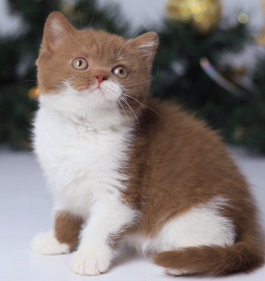 Купить британского котенка цинанмон биколор окраса в Минске в питомнике купить британского котенка, купить британца, циннамон биколор британская кошка, кот британский циннамон биколор, британский котенок циннамон биколор , шоколадный ван британец, циннамон биколор британец, британские котята циннамон фото, британцы циннамон фото, циннамон британская кошка, кот британский циннамон арелекин, британский котенок , циннамон арелекин британец, британец, британские котята фото, британцы фото