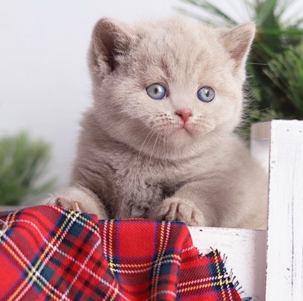 купить британского котенка, купить британца, циннамон британская кошка, кот британский циннамон , британский котенок циннамон , британская кошка фавн, британский кот фавн, британцы фавн, окрас фавн британских кошек, британская кошка фавн, британский кот фавн, британцы фавн, окрас фавн британских кошек, ЦИННАМОН британский короткошерстный котенок цвета корицы, британские котята цвета корицы, британский короткошерстный котенок цвета корицы