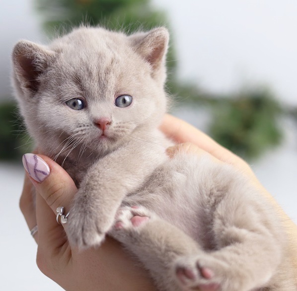 купить британского котенка, купить британца, циннамон британская кошка, кот британский циннамон , британский котенок циннамон , британская кошка фавн, британский кот фавн, британцы фавн, окрас фавн британских кошек, британская кошка фавн, британский кот фавн, британцы фавн, окрас фавн британских кошек, ЦИННАМОН британский короткошерстный котенок цвета корицы, британские котята цвета корицы, британский короткошерстный котенок цвета корицы