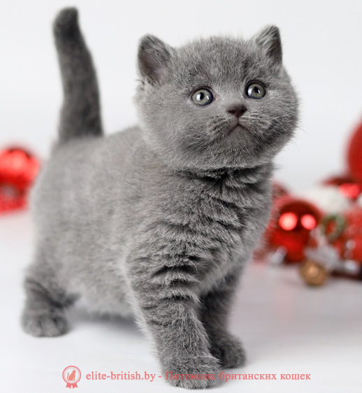 купить британского котенка, купить британца, лиловый биколор британская кошка, кот британский лиловый с белым, британский котенок циннамон , британская кошка фавн, британский кот лиловый , британцы лиловый , окрас лиловый британских кошек, британская кошка лиловый , британский кот лиловый , британцы лиловый , окрас фавн британских кошек, ЦИННАМОН британский короткошерстный котенок цвета корицы, британские котята цвета корицы, британский короткошерстный котенок цвета корицы