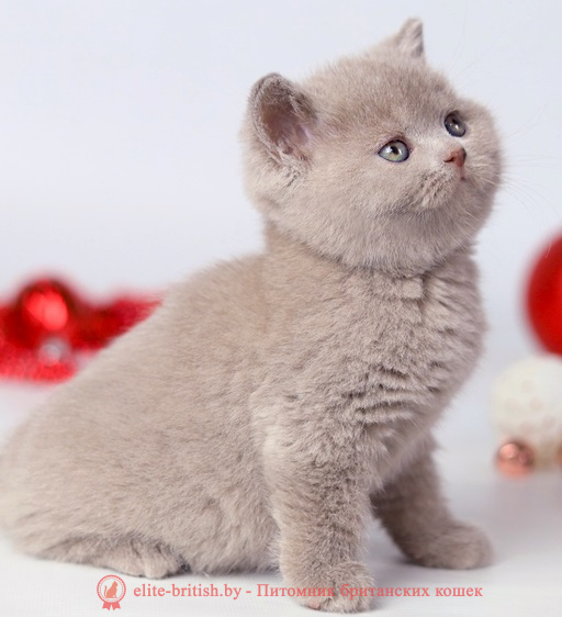 купить британского котенка, купить британца, лиловый биколор британская кошка, кот британский лиловый с белым, британский котенок циннамон , британская кошка фавн, британский кот лиловый , британцы лиловый , окрас лиловый британских кошек, британская кошка лиловый , британский кот лиловый , британцы лиловый , окрас фавн британских кошек, ЦИННАМОН британский короткошерстный котенок цвета корицы, британские котята цвета корицы, британский короткошерстный котенок цвета корицы