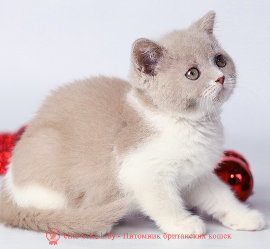купить британского котенка, купить британца, лиловый биколор британская кошка, кот британский лиловый с белым, британский котенок циннамон , британская кошка фавн, британский кот лиловый , британцы лиловый , окрас лиловый британских кошек, британская кошка лиловый , британский кот лиловый , британцы лиловый , окрас фавн британских кошек, ЦИННАМОН британский короткошерстный котенок цвета корицы, британские котята цвета корицы, британский короткошерстный котенок цвета корицы
