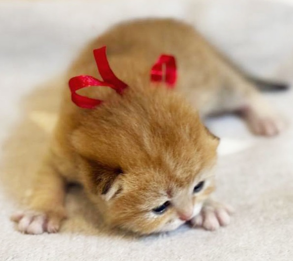 купить британского котенка, купить британца, золотой британский кот, золотые британцы фото, золотой британец, британская кошка золотая шиншилла,  британский кот шиншилла золотая, золотой тикированный британец, британец золотая шиншилла, британец золотистый,  котята британские окрас золотая шиншилла, британская кошка золотая шиншилла фото, британец окрас золотая шиншилла фото, британский золотой котенок, длинношерстная британская золотая кошка, британские котята золотая шиншилла, британский золотистый кот, кот золотой британец , британцы окрас золотой, британцы окрас золотая шиншилла, котята британцы золотая шиншилла, золотистые британские котята, британские котята золотого окраса, британцы золотая шиншилла фото, золотой окрас британских кошек, британцы золотого окраса, британские котята золотого окраса, британец окрас золотая шиншилла, британские котята окраса золотая шиншилла,  британская короткошерстная окраса золото