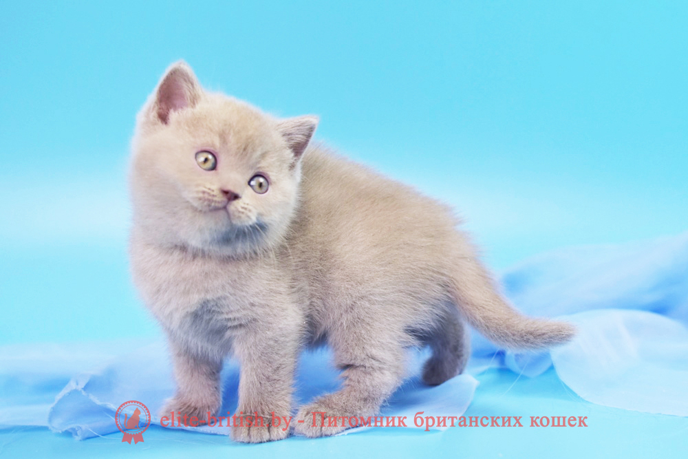 Британские котята лилового окраса, мальчик Timka (Тимка), помет от 20.06.2024 лиловый британец, британец лиловый фото, фото лиловых британцев, британский лиловый котенок, британские коты лилового окраса фото, фото лиловых британских котят, британские котята фото лиловые, британская кошка фото лиловая, фото лиловой британской кошки, британские котята лилового окраса фото, лиловая британская кошка, британский лиловый кот фото, британские котята лилового окраса, лиловый окрас британских кошек фото, лиловый британский кот, кот британец лиловый фото, лиловый окрас британских кошек, британцы лилового окраса, британец лилового цвета, британец лилового окраса фото, лиловые британцы вислоухие фото, британская короткошерстная кошка лиловая, лиловый цвет британских кошек, британская лиловая кошка характер, британские котята лилового цвета, британские вислоухие котята фото лиловые, котята британцы лиловые фото, британский кот лилового окраса, британский вислоухий кот лиловый, британские котята лиловые купить, британские лиловые котята цена, купить лилового британца, лиловые британцы котята, британцы коты лиловые, британские котята черепахового окраса фото, черепаховый окрас британской кошки фото, черепаховый британец, британская черепаховая кошка фото, британцы черепахового окраса фото, кошки британские черепахового окраса, черепаховый британский кот, британские коты черепахового окраса, британская черепаховая кошка