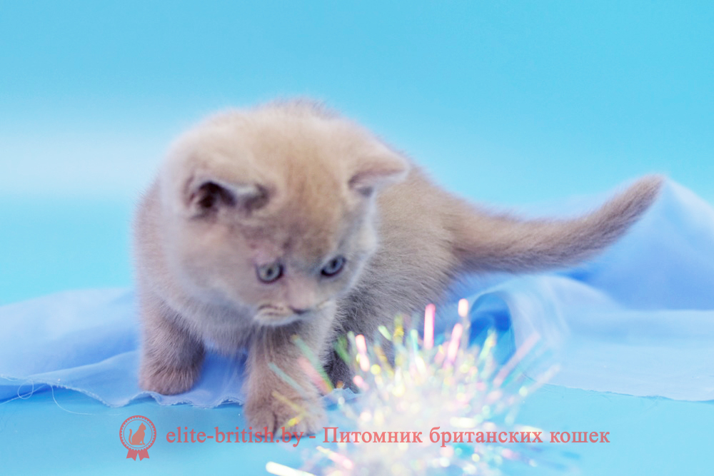 Британские котята лилового окраса, мальчик Timka (Тимка), помет от 20.06.2024 лиловый британец, британец лиловый фото, фото лиловых британцев, британский лиловый котенок, британские коты лилового окраса фото, фото лиловых британских котят, британские котята фото лиловые, британская кошка фото лиловая, фото лиловой британской кошки, британские котята лилового окраса фото, лиловая британская кошка, британский лиловый кот фото, британские котята лилового окраса, лиловый окрас британских кошек фото, лиловый британский кот, кот британец лиловый фото, лиловый окрас британских кошек, британцы лилового окраса, британец лилового цвета, британец лилового окраса фото, лиловые британцы вислоухие фото, британская короткошерстная кошка лиловая, лиловый цвет британских кошек, британская лиловая кошка характер, британские котята лилового цвета, британские вислоухие котята фото лиловые, котята британцы лиловые фото, британский кот лилового окраса, британский вислоухий кот лиловый, британские котята лиловые купить, британские лиловые котята цена, купить лилового британца, лиловые британцы котята, британцы коты лиловые, британские котята черепахового окраса фото, черепаховый окрас британской кошки фото, черепаховый британец, британская черепаховая кошка фото, британцы черепахового окраса фото, кошки британские черепахового окраса, черепаховый британский кот, британские коты черепахового окраса, британская черепаховая кошка