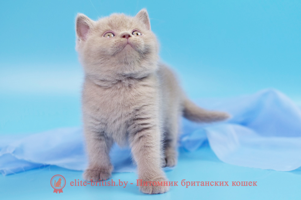 Британские котята лилового окраса, мальчик Timka (Тимка), помет от 20.06.2024 лиловый британец, британец лиловый фото, фото лиловых британцев, британский лиловый котенок, британские коты лилового окраса фото, фото лиловых британских котят, британские котята фото лиловые, британская кошка фото лиловая, фото лиловой британской кошки, британские котята лилового окраса фото, лиловая британская кошка, британский лиловый кот фото, британские котята лилового окраса, лиловый окрас британских кошек фото, лиловый британский кот, кот британец лиловый фото, лиловый окрас британских кошек, британцы лилового окраса, британец лилового цвета, британец лилового окраса фото, лиловые британцы вислоухие фото, британская короткошерстная кошка лиловая, лиловый цвет британских кошек, британская лиловая кошка характер, британские котята лилового цвета, британские вислоухие котята фото лиловые, котята британцы лиловые фото, британский кот лилового окраса, британский вислоухий кот лиловый, британские котята лиловые купить, британские лиловые котята цена, купить лилового британца, лиловые британцы котята, британцы коты лиловые, британские котята черепахового окраса фото, черепаховый окрас британской кошки фото, черепаховый британец, британская черепаховая кошка фото, британцы черепахового окраса фото, кошки британские черепахового окраса, черепаховый британский кот, британские коты черепахового окраса, британская черепаховая кошка