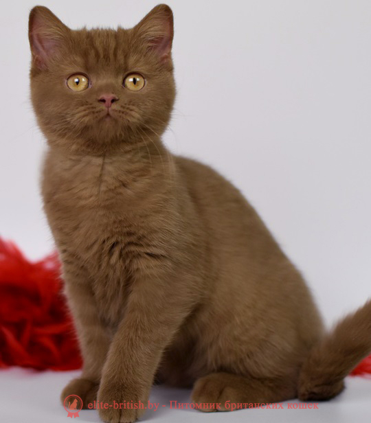 купить британского котенка, купить британца, циннамон биколор британская кошка, кот британский циннамон биколор, британский котенок циннамон биколор , шоколадный ван британец, циннамон биколор британец, британские котята циннамон фото, британцы циннамон фото, циннамон британская кошка, кот британский циннамон арелекин, британский котенок , циннамон арелекин британец, британец, британские котята фото, британцы фото