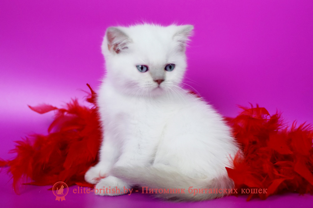 Британский котенок лилового пойнт окраса, мальчик Twix (Твикс), помет от 23.11.2025 британский кот лилак поинт, британец колор поинт, британская кошка поинт колор, ританский кот поинт, британские котята поинт, британские котята лилак поинт, ританские котята колор поинт, блю поинт британец, британцы лилак поинт, британец поинт, британские котята лиловый поинт, британские кошки лиловый поинт, британские котята окраса лиловый поинт, британец лиловый поинт фото, британец колор поинт фото, британская кошка колор поинт фото, блю пойнт британские кошки, британские кошки колор пойнт, блю пойнт британские котята, блю пойнт британцы, колор пойнт британец, кот британский колор пойнт, британские котята колор пойнт