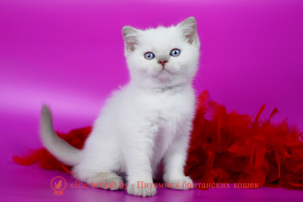 Британский котенок лилового пойнт окраса, мальчик Twix (Твикс), помет от 23.11.2025 британский кот лилак поинт, британец колор поинт, британская кошка поинт колор, ританский кот поинт, британские котята поинт, британские котята лилак поинт, ританские котята колор поинт, блю поинт британец, британцы лилак поинт, британец поинт, британские котята лиловый поинт, британские кошки лиловый поинт, британские котята окраса лиловый поинт, британец лиловый поинт фото, британец колор поинт фото, британская кошка колор поинт фото, блю пойнт британские кошки, британские кошки колор пойнт, блю пойнт британские котята, блю пойнт британцы, колор пойнт британец, кот британский колор пойнт, британские котята колор пойнт