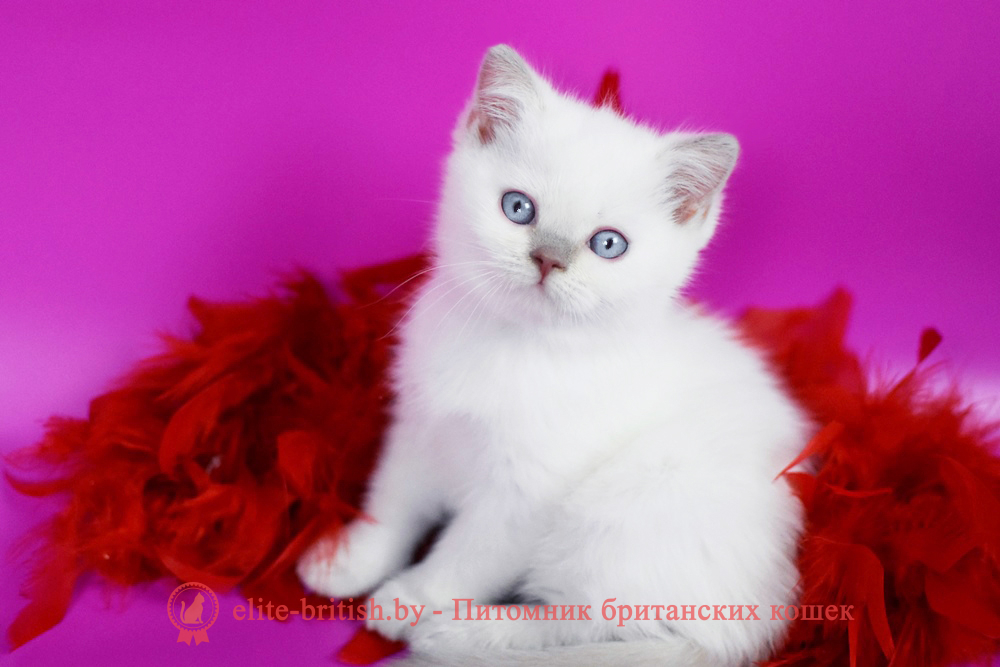 Британский котенок лилового пойнт окраса, мальчик Twix (Твикс), помет от 23.11.2025 британский кот лилак поинт, британец колор поинт, британская кошка поинт колор, ританский кот поинт, британские котята поинт, британские котята лилак поинт, ританские котята колор поинт, блю поинт британец, британцы лилак поинт, британец поинт, британские котята лиловый поинт, британские кошки лиловый поинт, британские котята окраса лиловый поинт, британец лиловый поинт фото, британец колор поинт фото, британская кошка колор поинт фото, блю пойнт британские кошки, британские кошки колор пойнт, блю пойнт британские котята, блю пойнт британцы, колор пойнт британец, кот британский колор пойнт, британские котята колор пойнт