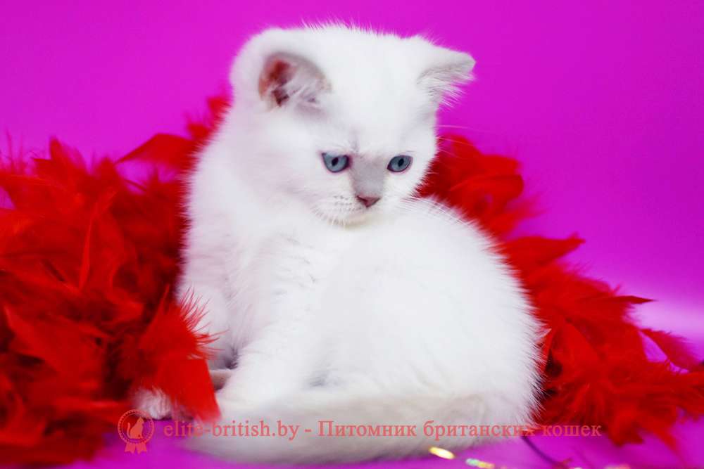 Британский котенок лилового пойнт окраса, мальчик Twix (Твикс), помет от 23.11.2025 британский кот лилак поинт, британец колор поинт, британская кошка поинт колор, ританский кот поинт, британские котята поинт, британские котята лилак поинт, ританские котята колор поинт, блю поинт британец, британцы лилак поинт, британец поинт, британские котята лиловый поинт, британские кошки лиловый поинт, британские котята окраса лиловый поинт, британец лиловый поинт фото, британец колор поинт фото, британская кошка колор поинт фото, блю пойнт британские кошки, британские кошки колор пойнт, блю пойнт британские котята, блю пойнт британцы, колор пойнт британец, кот британский колор пойнт, британские котята колор пойнт