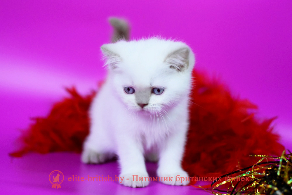 Британский котенок лилового пойнт окраса, мальчик Twix (Твикс), помет от 23.11.2025 британский кот лилак поинт, британец колор поинт, британская кошка поинт колор, ританский кот поинт, британские котята поинт, британские котята лилак поинт, ританские котята колор поинт, блю поинт британец, британцы лилак поинт, британец поинт, британские котята лиловый поинт, британские кошки лиловый поинт, британские котята окраса лиловый поинт, британец лиловый поинт фото, британец колор поинт фото, британская кошка колор поинт фото, блю пойнт британские кошки, британские кошки колор пойнт, блю пойнт британские котята, блю пойнт британцы, колор пойнт британец, кот британский колор пойнт, британские котята колор пойнт
