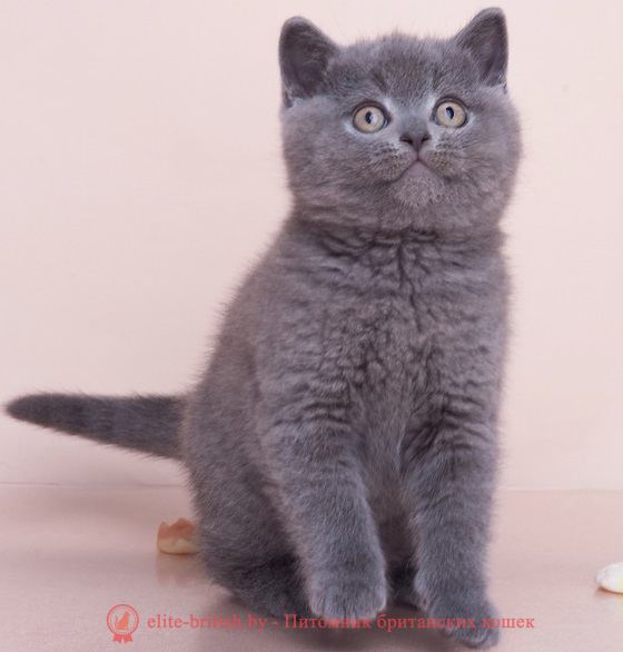 купить британского котенка, купить британца, шоколадные британцы фото, британские кошки купить британского котенка, купить британца, британец голубой фото, голубые британцы фото, британский кошки голубой, британская голубая кошка, британская голубая кошка фото, британской голубой кошки фото, кот британский голубой, коты британские голубые, голубые британские котята фото, британский голубой котенок фото, британский голубой кот фото, фото британского голубого кота, окрас британских котят голубой фото, британские котята голубого окраса фото, британцы коты фото голубые