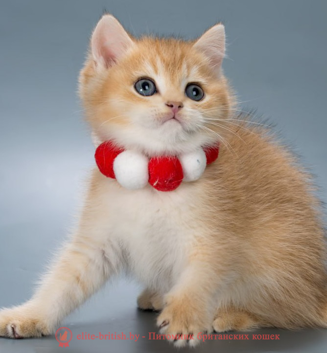 купить британского котенка, купить британца, золотой британский кот, золотые британцы фото, золотой британец, британская кошка золотая шиншилла,  британский кот шиншилла золотая, золотой тикированный британец, британец золотая шиншилла, британец золотистый,  котята британские окрас золотая шиншилла, британская кошка золотая шиншилла фото, британец окрас золотая шиншилла фото, британский золотой котенок, длинношерстная британская золотая кошка, британские котята золотая шиншилла, британский золотистый кот, кот золотой британец , британцы окрас золотой, британцы окрас золотая шиншилла, котята британцы золотая шиншилла, золотистые британские котята, британские котята золотого окраса, британцы золотая шиншилла фото, золотой окрас британских кошек, британцы золотого окраса, британские котята золотого окраса, британец окрас золотая шиншилла, британские котята окраса золотая шиншилла,  британская короткошерстная окраса золото