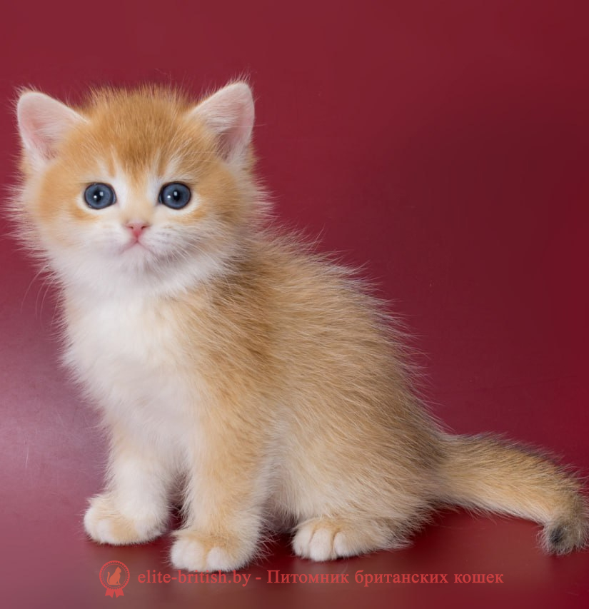 купить британского котенка, купить британца, золотой британский кот, золотые британцы фото, золотой британец, британская кошка золотая шиншилла,  британский кот шиншилла золотая, золотой тикированный британец, британец золотая шиншилла, британец золотистый,  котята британские окрас золотая шиншилла, британская кошка золотая шиншилла фото, британец окрас золотая шиншилла фото, британский золотой котенок, длинношерстная британская золотая кошка, британские котята золотая шиншилла, британский золотистый кот, кот золотой британец , британцы окрас золотой, британцы окрас золотая шиншилла, котята британцы золотая шиншилла, золотистые британские котята, британские котята золотого окраса, британцы золотая шиншилла фото, золотой окрас британских кошек, британцы золотого окраса, британские котята золотого окраса, британец окрас золотая шиншилла, британские котята окраса золотая шиншилла,  британская короткошерстная окраса золото