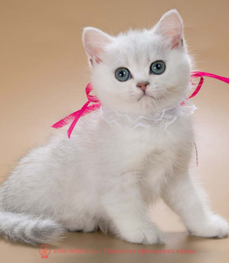 купить британского котенка, купить британца, британский кот серебристый, серебристый британец фото, серебристые британцы, британские серебристые котята, затушеванный британец, серебристый затушеванный британец, кошки британские серебристые, британская короткошерстная окраса серебро, британцы серебристая шиншилла, котята британские серебристые шиншиллы, британский кот серебристая шиншилла, британские кошки серебристая шиншилла, британская окрас серебристая шиншилла, затушеванный британец, серебристый затушеванный британец, кошки британские серебристые, британская короткошерстная окраса серебро, британская кошка тикированная, тикированный британец