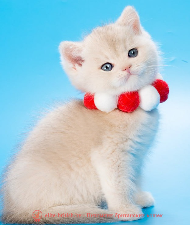 купить британского котенка, купить британца, золотой британский кот, золотые британцы фото, золотой британец, британская кошка золотая шиншилла,  британский кот шиншилла золотая, золотой тикированный британец, британец золотая шиншилла, британец золотистый,  котята британские окрас золотая шиншилла, британская кошка золотая шиншилла фото, британец окрас золотая шиншилла фото, британский золотой котенок, длинношерстная британская золотая кошка, британские котята золотая шиншилла, британский золотистый кот, кот золотой британец , британцы окрас золотой, британцы окрас золотая шиншилла, котята британцы золотая шиншилла, золотистые британские котята, британские котята золотого окраса, британцы золотая шиншилла фото, золотой окрас британских кошек, британцы золотого окраса, британские котята золотого окраса, британец окрас золотая шиншилла, британские котята окраса золотая шиншилла,  британская короткошерстная окраса золото