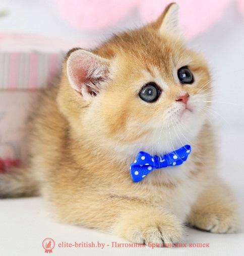 купить британского котенка, купить британца, золотой британский кот, золотые британцы фото, золотой британец, британская кошка золотая шиншилла,  британский кот шиншилла золотая, золотой тикированный британец, британец золотая шиншилла, британец золотистый,  котята британские окрас золотая шиншилла, британская кошка золотая шиншилла фото, британец окрас золотая шиншилла фото, британский золотой котенок, длинношерстная британская золотая кошка, британские котята золотая шиншилла, британский золотистый кот, кот золотой британец , британцы окрас золотой, британцы окрас золотая шиншилла, котята британцы золотая шиншилла, золотистые британские котята, британские котята золотого окраса, британцы золотая шиншилла фото, золотой окрас британских кошек, британцы золотого окраса, британские котята золотого окраса, британец окрас золотая шиншилла, британские котята окраса золотая шиншилла,  британская короткошерстная окраса золото