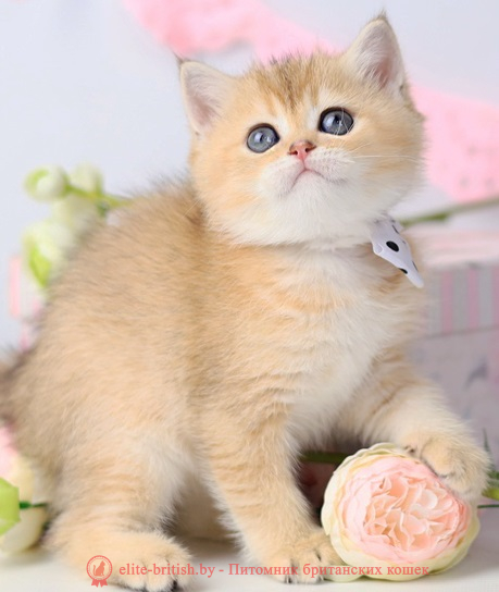 купить британского котенка, купить британца, золотой британский кот, золотые британцы фото, золотой британец, британская кошка золотая шиншилла,  британский кот шиншилла золотая, золотой тикированный британец, британец золотая шиншилла, британец золотистый,  котята британские окрас золотая шиншилла, британская кошка золотая шиншилла фото, британец окрас золотая шиншилла фото, британский золотой котенок, длинношерстная британская золотая кошка, британские котята золотая шиншилла, британский золотистый кот, кот золотой британец , британцы окрас золотой, британцы окрас золотая шиншилла, котята британцы золотая шиншилла, золотистые британские котята, британские котята золотого окраса, британцы золотая шиншилла фото, золотой окрас британских кошек, британцы золотого окраса, британские котята золотого окраса, британец окрас золотая шиншилла, британские котята окраса золотая шиншилла,  британская короткошерстная окраса золото