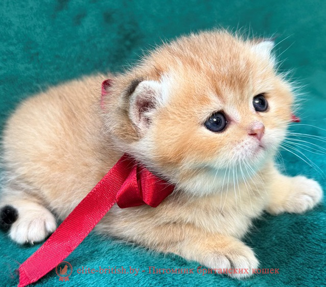 купить британского котенка, купить британца, золотой британский кот, золотые британцы фото, золотой британец, британская кошка золотая шиншилла,  британский кот шиншилла золотая, золотой тикированный британец, британец золотая шиншилла, британец золотистый,  котята британские окрас золотая шиншилла, британская кошка золотая шиншилла фото, британец окрас золотая шиншилла фото, британский золотой котенок, длинношерстная британская золотая кошка, британские котята золотая шиншилла, британский золотистый кот, кот золотой британец , британцы окрас золотой, британцы окрас золотая шиншилла, котята британцы золотая шиншилла, золотистые британские котята, британские котята золотого окраса, британцы золотая шиншилла фото, золотой окрас британских кошек, британцы золотого окраса, британские котята золотого окраса, британец окрас золотая шиншилла, британские котята окраса золотая шиншилла,  британская короткошерстная окраса золото