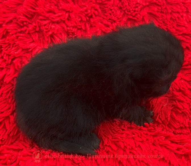 купить британского котенка, купить британца, британец черный фото, черные британцы фото, черный британский кот фото, черные британские коты фото, черная британская кошка, черная британская кошка фото, черный британский кот, черные британские коты, британский черный котенок, черные британские котята, кот британец черный фото, черные коты британцы фото, черный британец, британцы черные, британские котята черного окраса, черный британец котенок, котята британцы черные, фото черного британского котенка, черные британские котята фото, британцы коты черные, черный британец кот, британец черный мрамор на серебре, британские коты черного окраса фото, британец черного цвета, черная кошка британец, кот британец черно белый, британец черного цвета, британские кошки окрас черный, британцы черный окрас, британские кошки черный мрамор, британский кот черный мрамор, британский котенок черный мрамор, черный мраморный британец, черный мрамор британцы