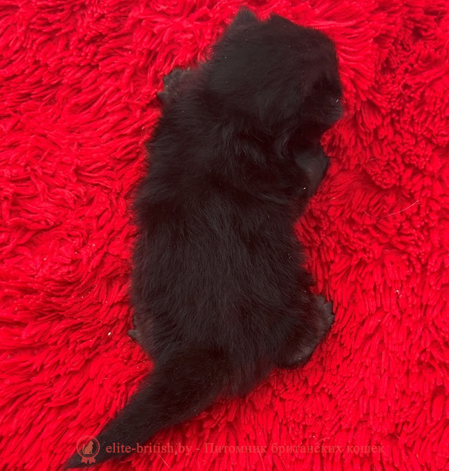 купить британского котенка, купить британца, британец черный фото, черные британцы фото, черный британский кот фото, черные британские коты фото, черная британская кошка, черная британская кошка фото, черный британский кот, черные британские коты, британский черный котенок, черные британские котята, кот британец черный фото, черные коты британцы фото, черный британец, британцы черные, британские котята черного окраса, черный британец котенок, котята британцы черные, фото черного британского котенка, черные британские котята фото, британцы коты черные, черный британец кот, британец черный мрамор на серебре, британские коты черного окраса фото, британец черного цвета, черная кошка британец, кот британец черно белый, британец черного цвета, британские кошки окрас черный, британцы черный окрас, британские кошки черный мрамор, британский кот черный мрамор, британский котенок черный мрамор, черный мраморный британец, черный мрамор британцы