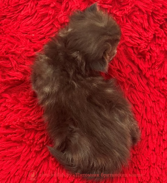 купить британского котенка, купить британца, британец черный фото, черные британцы фото, черный британский кот фото, черные британские коты фото, черная британская кошка, черная британская кошка фото, черный британский кот, черные британские коты, британский черный котенок, черные британские котята, кот британец черный фото, черные коты британцы фото, черный британец, британцы черные, британские котята черного окраса, черный британец котенок, котята британцы черные, фото черного британского котенка, черные британские котята фото, британцы коты черные, черный британец кот, британец черный мрамор на серебре, британские коты черного окраса фото, британец черного цвета, черная кошка британец, кот британец черно белый, британец черного цвета, британские кошки окрас черный, британцы черный окрас, британские кошки черный мрамор, британский кот черный мрамор, британский котенок черный мрамор, черный мраморный британец, черный мрамор британцы