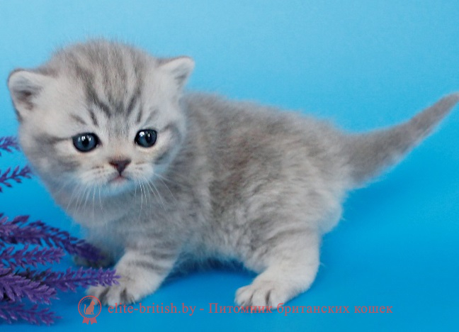 купить британского котенка, купить британца, британский кот мраморный, мраморный британец, мраморный окрас британских котят, британский кот мраморного окраса, мраморный окрас британской кошки, британец мраморного окраса, котята британцы мраморный окрас, мраморный окрас британских котят, серебристый мраморный британец, британская мраморная кошка характер, британский кот мраморного окраса, британец голубой мрамор, британец черный мрамор на серебре, красный мраморный британец, британская мраморная кошка, мраморный окрас британской кошки, британские кошки черный мрамор, мраморная британская короткошерстная кошка, британские кошки мрамор на серебре, британский кот черный мрамор