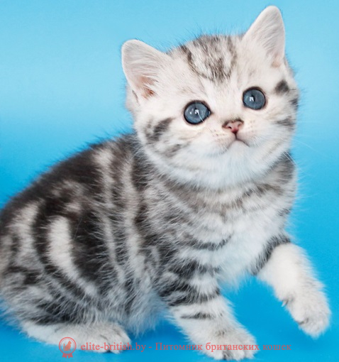 купить британского котенка, купить британца, британский кот мраморный, мраморный британец, мраморный окрас британских котят, британский кот мраморного окраса, мраморный окрас британской кошки, британец мраморного окраса, котята британцы мраморный окрас, мраморный окрас британских котят, серебристый мраморный британец, британская мраморная кошка характер, британский кот мраморного окраса, британец голубой мрамор, британец черный мрамор на серебре, красный мраморный британец, британская мраморная кошка, мраморный окрас британской кошки, британские кошки черный мрамор, мраморная британская короткошерстная кошка, британские кошки мрамор на серебре, британский кот черный мрамор