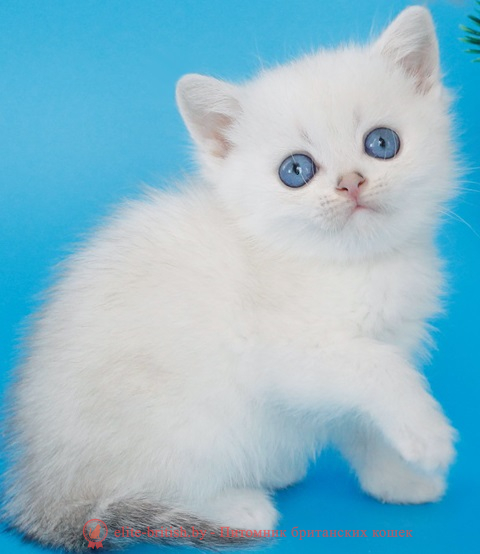 купить британского котенка, купить британца, британский кот мраморный, мраморный британец, мраморный окрас британских котят, британский кот мраморного окраса, мраморный окрас британской кошки, британец мраморного окраса, котята британцы мраморный окрас, мраморный окрас британских котят, серебристый мраморный британец, британская мраморная кошка характер, британский кот мраморного окраса, британец голубой мрамор, британец черный мрамор на серебре, красный мраморный британец, британская мраморная кошка, мраморный окрас британской кошки, британские кошки черный мрамор, мраморная британская короткошерстная кошка, британские кошки мрамор на серебре, британский кот черный мрамор