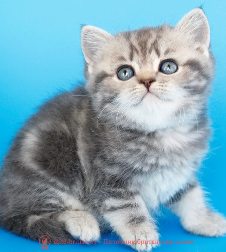 купить британского котенка, купить британца, британский кот мраморный, мраморный британец, мраморный окрас британских котят, британский кот мраморного окраса, мраморный окрас британской кошки, британец мраморного окраса, котята британцы мраморный окрас, мраморный окрас британских котят, серебристый мраморный британец, британская мраморная кошка характер, британский кот мраморного окраса, британец голубой мрамор, британец черный мрамор на серебре, красный мраморный британец, британская мраморная кошка, мраморный окрас британской кошки, британские кошки черный мрамор, мраморная британская короткошерстная кошка, британские кошки мрамор на серебре, британский кот черный мрамор