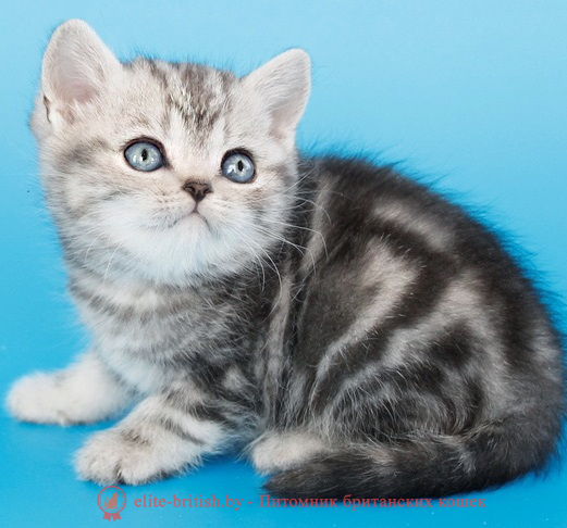 купить британского котенка, купить британца, британский кот мраморный, мраморный британец, мраморный окрас британских котят, британский кот мраморного окраса, мраморный окрас британской кошки, британец мраморного окраса, котята британцы мраморный окрас, мраморный окрас британских котят, серебристый мраморный британец, британская мраморная кошка характер, британский кот мраморного окраса, британец голубой мрамор, британец черный мрамор на серебре, красный мраморный британец, британская мраморная кошка, мраморный окрас британской кошки, британские кошки черный мрамор, мраморная британская короткошерстная кошка, британские кошки мрамор на серебре, британский кот черный мрамор