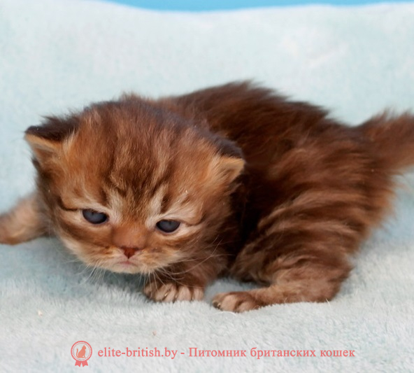 купить британского котенка, купить британца, британец черный фото, черные британцы фото, черный британский кот фото, черные британские коты фото, черная британская кошка, черная британская кошка фото, черный британский кот, черные британские коты, британский черный котенок, черные британские котята, кот британец черный фото, черные коты британцы фото, черный британец, британцы черные, британские котята черного окраса, черный британец котенок, котята британцы черные, фото черного британского котенка, черные британские котята фото, британцы коты черные, черный британец кот, британец черный мрамор на серебре, британские коты черного окраса фото, британец черного цвета, черная кошка британец, кот британец черно белый, британец черного цвета, британские кошки окрас черный, британцы черный окрас, британские кошки черный мрамор, британский кот черный мрамор, британский котенок черный мрамор, черный мраморный британец, черный мрамор британцы