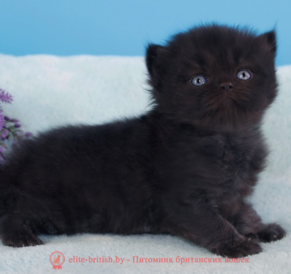 купить британского котенка, купить британца, британец черный фото, черные британцы фото, черный британский кот фото, черные британские коты фото, черная британская кошка, черная британская кошка фото, черный британский кот, черные британские коты, британский черный котенок, черные британские котята, кот британец черный фото, черные коты британцы фото, черный британец, британцы черные, британские котята черного окраса, черный британец котенок, котята британцы черные, фото черного британского котенка, черные британские котята фото, британцы коты черные, черный британец кот, британец черный мрамор на серебре, британские коты черного окраса фото, британец черного цвета, черная кошка британец, кот британец черно белый, британец черного цвета, британские кошки окрас черный, британцы черный окрас, британские кошки черный мрамор, британский кот черный мрамор, британский котенок черный мрамор, черный мраморный британец, черный мрамор британцы