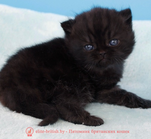купить британского котенка, купить британца, британец черный фото, черные британцы фото, черный британский кот фото, черные британские коты фото, черная британская кошка, черная британская кошка фото, черный британский кот, черные британские коты, британский черный котенок, черные британские котята, кот британец черный фото, черные коты британцы фото, черный британец, британцы черные, британские котята черного окраса, черный британец котенок, котята британцы черные, фото черного британского котенка, черные британские котята фото, британцы коты черные, черный британец кот, британец черный мрамор на серебре, британские коты черного окраса фото, британец черного цвета, черная кошка британец, кот британец черно белый, британец черного цвета, британские кошки окрас черный, британцы черный окрас, британские кошки черный мрамор, британский кот черный мрамор, британский котенок черный мрамор, черный мраморный британец, черный мрамор британцы