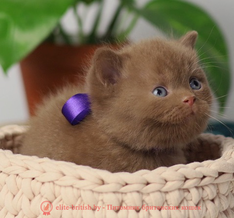 купить британского котенка, купить британца, циннамон британская кошка, кот британский циннамон , британский котенок циннамон , шоколадный ван британец, циннамон британец, британские котята циннамон фото, британцы циннамон фото, циннамон британская кошка, кот британский циннамон , британский котенок , циннамон британец, британец, британские котята фото, британцы фото