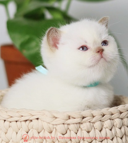 купить британского котенка, купить британца, британский кот лилак поинт, британец колор поинт, британская кошка поинт колор, ританский кот поинт, британские котята поинт, британские котята лилак поинт, ританские котята колор поинт, блю поинт британец, британцы лилак поинт, британец поинт, британские котята лиловый поинт, британские кошки лиловый поинт, британские котята окраса лиловый поинт, британец лиловый поинт фото, британец колор поинт фото, британская кошка колор поинт фото, блю пойнт британские кошки, британские кошки колор пойнт, блю пойнт британские котята, блю пойнт британцы, колор пойнт британец, кот британский колор пойнт, британские котята колор пойнт