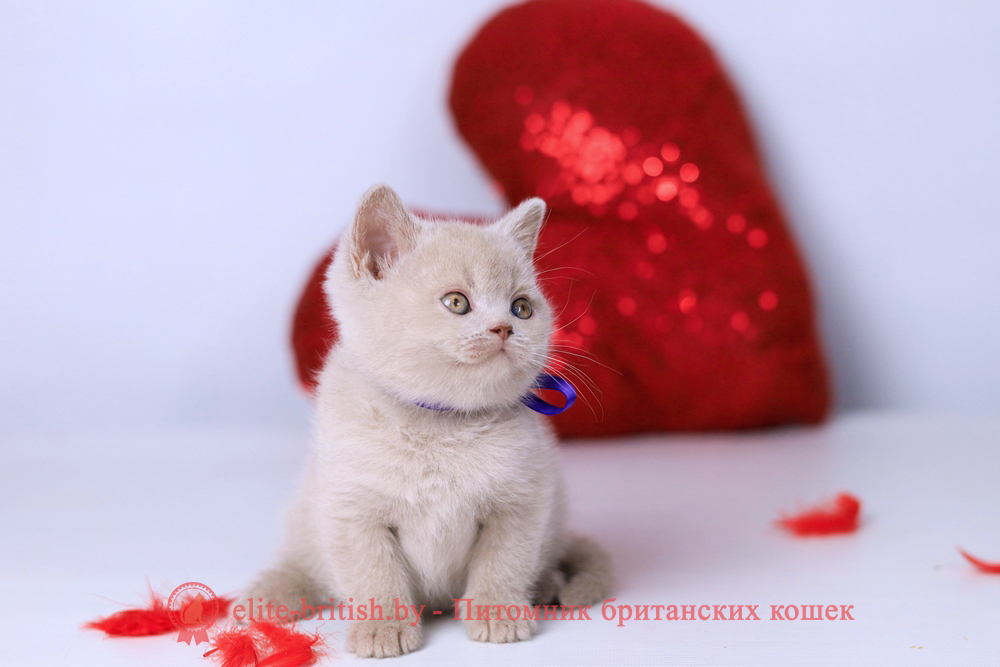 Британский котенок фавн окраса, мальчик Elisei (Елисей), Elefawn (Элефавн), помет от 10.11.2025 купить британского котенка, купить британца, британская кошка фавн, британский кот фавн, британцы фавн, окрас фавн британских кошек, британская кошка фавн, британский кот фавн, британцы фавн, окрас фавн британских кошек? лиловый британец, британец лиловый фото, фото лиловых британцев, британский лиловый котенок, британские коты лилового окраса фото, фото лиловых британских котят, британские котята фото лиловые, британская кошка фото лиловая, фото лиловой британской кошки, британские котята лилового окраса фото, лиловая британская кошка, британский лиловый кот фото, британские котята лилового окраса, лиловый окрас британских кошек фото, лиловый британский кот, кот британец лиловый фото, лиловый окрас британских кошек, британцы лилового окраса, британец лилового цвета