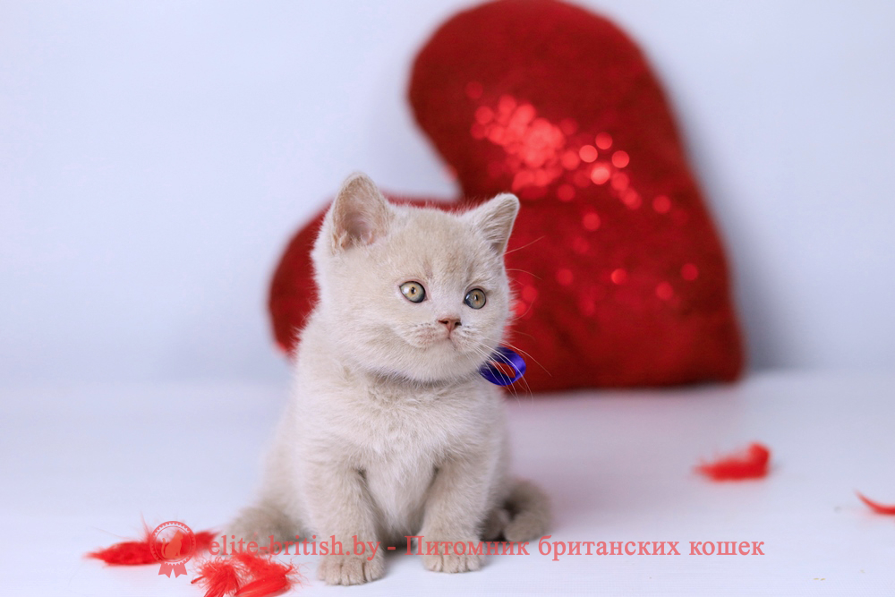 Британский котенок фавн окраса, мальчик Elisei (Елисей), Elefawn (Элефавн), помет от 10.11.2025 купить британского котенка, купить британца, британская кошка фавн, британский кот фавн, британцы фавн, окрас фавн британских кошек, британская кошка фавн, британский кот фавн, британцы фавн, окрас фавн британских кошек? лиловый британец, британец лиловый фото, фото лиловых британцев, британский лиловый котенок, британские коты лилового окраса фото, фото лиловых британских котят, британские котята фото лиловые, британская кошка фото лиловая, фото лиловой британской кошки, британские котята лилового окраса фото, лиловая британская кошка, британский лиловый кот фото, британские котята лилового окраса, лиловый окрас британских кошек фото, лиловый британский кот, кот британец лиловый фото, лиловый окрас британских кошек, британцы лилового окраса, британец лилового цвета