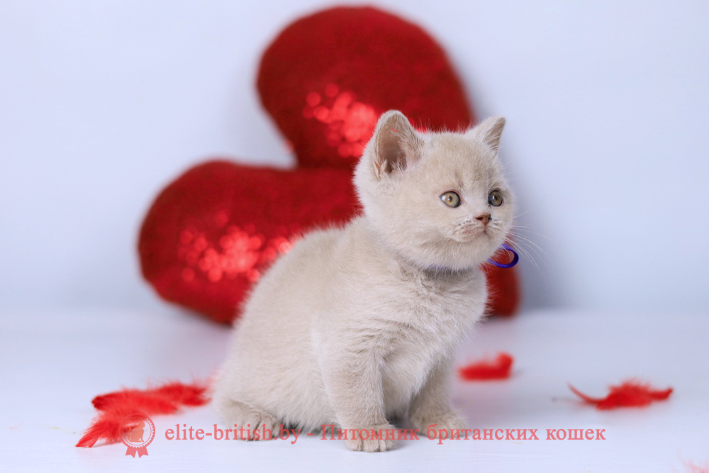 Британский котенок фавн окраса, мальчик Elisei (Елисей), Elefawn (Элефавн), помет от 10.11.2025 купить британского котенка, купить британца, британская кошка фавн, британский кот фавн, британцы фавн, окрас фавн британских кошек, британская кошка фавн, британский кот фавн, британцы фавн, окрас фавн британских кошек? лиловый британец, британец лиловый фото, фото лиловых британцев, британский лиловый котенок, британские коты лилового окраса фото, фото лиловых британских котят, британские котята фото лиловые, британская кошка фото лиловая, фото лиловой британской кошки, британские котята лилового окраса фото, лиловая британская кошка, британский лиловый кот фото, британские котята лилового окраса, лиловый окрас британских кошек фото, лиловый британский кот, кот британец лиловый фото, лиловый окрас британских кошек, британцы лилового окраса, британец лилового цвета
