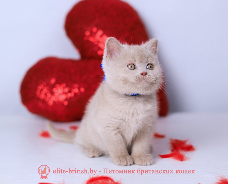 Британский котенок фавн окраса, мальчик Elisei (Елисей), Elefawn (Элефавн), помет от 10.11.2025 купить британского котенка, купить британца, британская кошка фавн, британский кот фавн, британцы фавн, окрас фавн британских кошек, британская кошка фавн, британский кот фавн, британцы фавн, окрас фавн британских кошек? лиловый британец, британец лиловый фото, фото лиловых британцев, британский лиловый котенок, британские коты лилового окраса фото, фото лиловых британских котят, британские котята фото лиловые, британская кошка фото лиловая, фото лиловой британской кошки, британские котята лилового окраса фото, лиловая британская кошка, британский лиловый кот фото, британские котята лилового окраса, лиловый окрас британских кошек фото, лиловый британский кот, кот британец лиловый фото, лиловый окрас британских кошек, британцы лилового окраса, британец лилового цвета