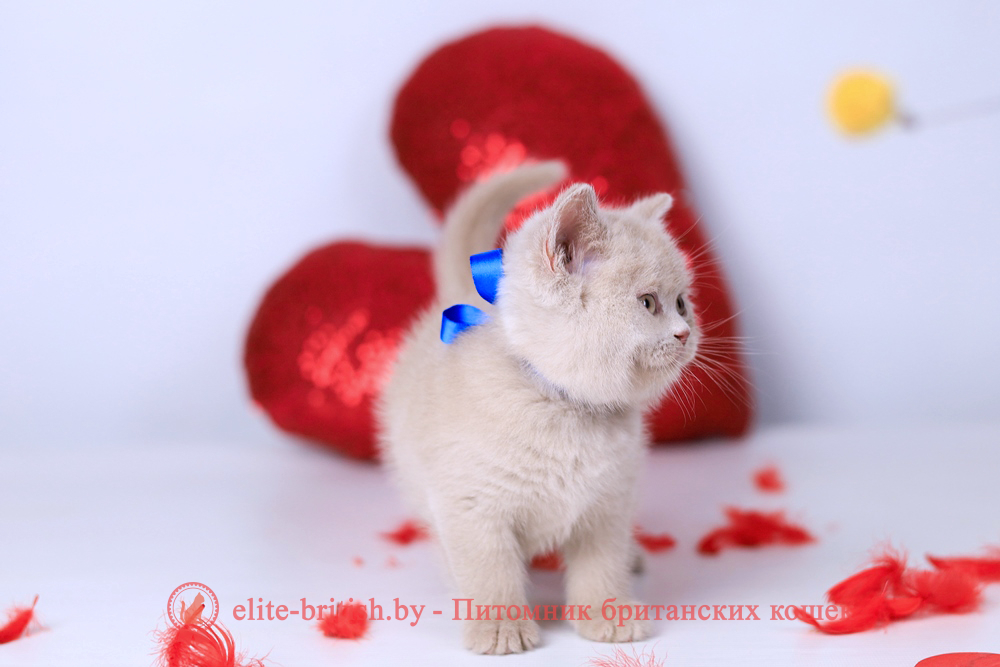 Британский котенок фавн окраса, мальчик Elisei (Елисей), Elefawn (Элефавн), помет от 10.11.2025 купить британского котенка, купить британца, британская кошка фавн, британский кот фавн, британцы фавн, окрас фавн британских кошек, британская кошка фавн, британский кот фавн, британцы фавн, окрас фавн британских кошек? лиловый британец, британец лиловый фото, фото лиловых британцев, британский лиловый котенок, британские коты лилового окраса фото, фото лиловых британских котят, британские котята фото лиловые, британская кошка фото лиловая, фото лиловой британской кошки, британские котята лилового окраса фото, лиловая британская кошка, британский лиловый кот фото, британские котята лилового окраса, лиловый окрас британских кошек фото, лиловый британский кот, кот британец лиловый фото, лиловый окрас британских кошек, британцы лилового окраса, британец лилового цвета
