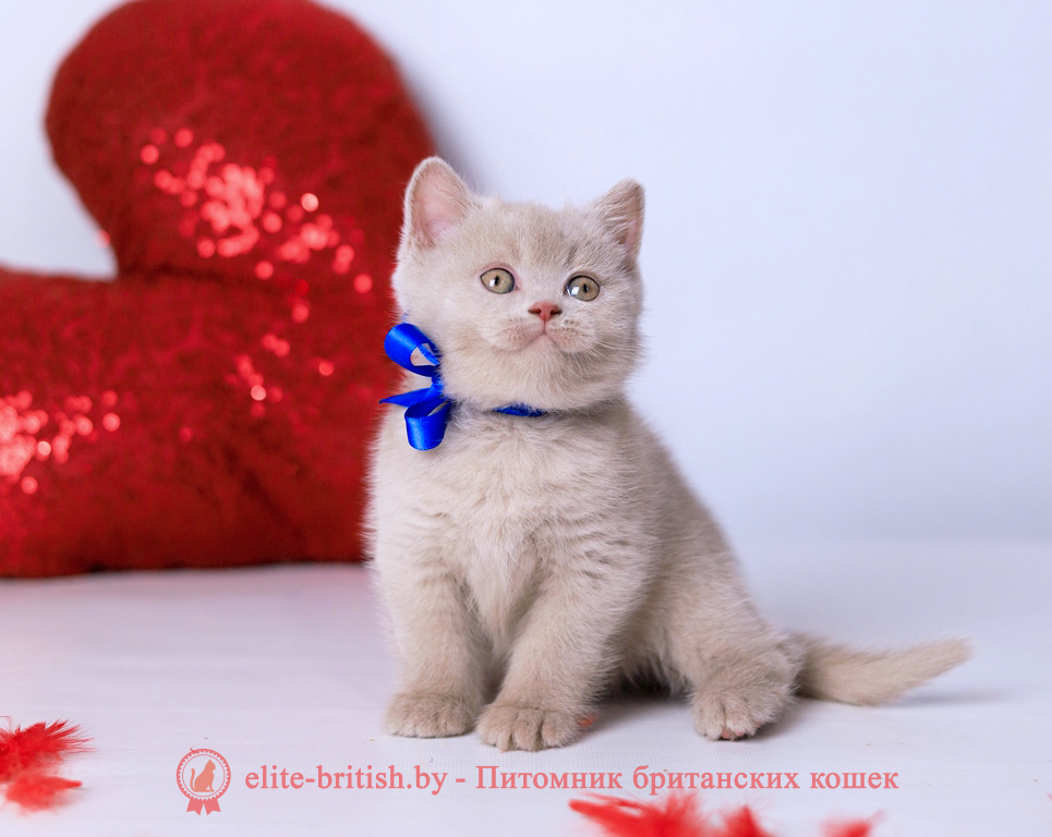Британский котенок фавн окраса, мальчик Elisei (Елисей), Elefawn (Элефавн), помет от 10.11.2025 купить британского котенка, купить британца, британская кошка фавн, британский кот фавн, британцы фавн, окрас фавн британских кошек, британская кошка фавн, британский кот фавн, британцы фавн, окрас фавн британских кошек? лиловый британец, британец лиловый фото, фото лиловых британцев, британский лиловый котенок, британские коты лилового окраса фото, фото лиловых британских котят, британские котята фото лиловые, британская кошка фото лиловая, фото лиловой британской кошки, британские котята лилового окраса фото, лиловая британская кошка, британский лиловый кот фото, британские котята лилового окраса, лиловый окрас британских кошек фото, лиловый британский кот, кот британец лиловый фото, лиловый окрас британских кошек, британцы лилового окраса, британец лилового цвета