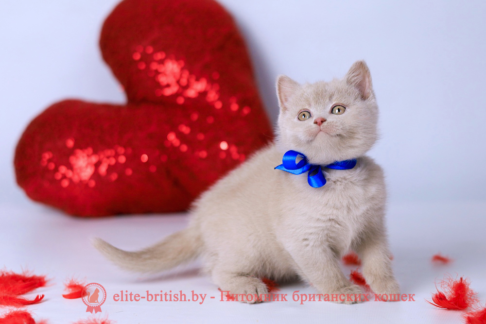 Британский котенок фавн окраса, мальчик Elisei (Елисей), Elefawn (Элефавн), помет от 10.11.2025 купить британского котенка, купить британца, британская кошка фавн, британский кот фавн, британцы фавн, окрас фавн британских кошек, британская кошка фавн, британский кот фавн, британцы фавн, окрас фавн британских кошек? лиловый британец, британец лиловый фото, фото лиловых британцев, британский лиловый котенок, британские коты лилового окраса фото, фото лиловых британских котят, британские котята фото лиловые, британская кошка фото лиловая, фото лиловой британской кошки, британские котята лилового окраса фото, лиловая британская кошка, британский лиловый кот фото, британские котята лилового окраса, лиловый окрас британских кошек фото, лиловый британский кот, кот британец лиловый фото, лиловый окрас британских кошек, британцы лилового окраса, британец лилового цвета