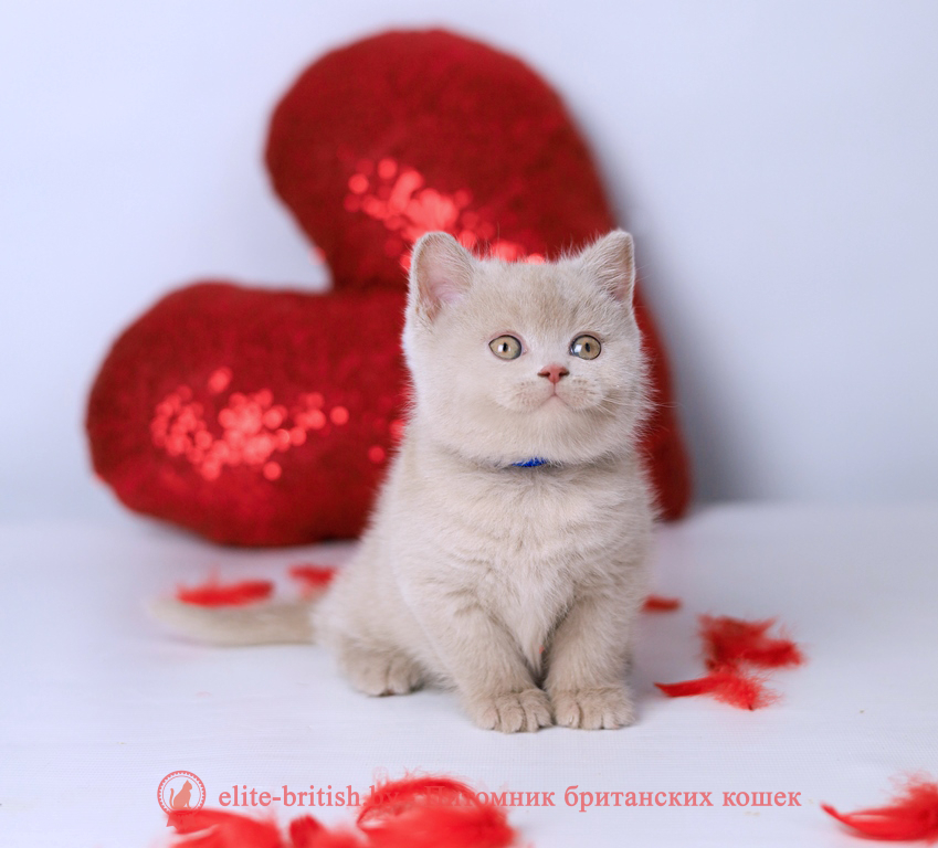 Британский котенок фавн окраса, мальчик Elisei (Елисей), Elefawn (Элефавн), помет от 10.11.2025 купить британского котенка, купить британца, британская кошка фавн, британский кот фавн, британцы фавн, окрас фавн британских кошек, британская кошка фавн, британский кот фавн, британцы фавн, окрас фавн британских кошек? лиловый британец, британец лиловый фото, фото лиловых британцев, британский лиловый котенок, британские коты лилового окраса фото, фото лиловых британских котят, британские котята фото лиловые, британская кошка фото лиловая, фото лиловой британской кошки, британские котята лилового окраса фото, лиловая британская кошка, британский лиловый кот фото, британские котята лилового окраса, лиловый окрас британских кошек фото, лиловый британский кот, кот британец лиловый фото, лиловый окрас британских кошек, британцы лилового окраса, британец лилового цвета