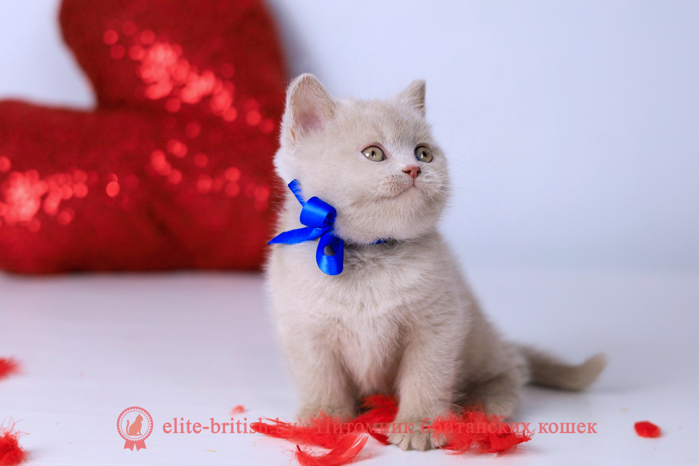 Британский котенок фавн окраса, мальчик Elisei (Елисей), Elefawn (Элефавн), помет от 10.11.2025 купить британского котенка, купить британца, британская кошка фавн, британский кот фавн, британцы фавн, окрас фавн британских кошек, британская кошка фавн, британский кот фавн, британцы фавн, окрас фавн британских кошек? лиловый британец, британец лиловый фото, фото лиловых британцев, британский лиловый котенок, британские коты лилового окраса фото, фото лиловых британских котят, британские котята фото лиловые, британская кошка фото лиловая, фото лиловой британской кошки, британские котята лилового окраса фото, лиловая британская кошка, британский лиловый кот фото, британские котята лилового окраса, лиловый окрас британских кошек фото, лиловый британский кот, кот британец лиловый фото, лиловый окрас британских кошек, британцы лилового окраса, британец лилового цвета